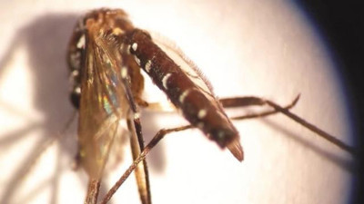 KKTC'de Asya kaplan sivrisineği tespit edildi