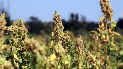 Tüm hastalıkların gizli şifacısı gibi. ‘Astronot besini’ olarak biliniyor