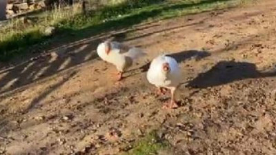 Kaz saldırıya geçti adam kaçacak delik aradı