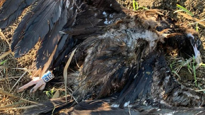 Bin kilometre uçup geldiği İstanbul’da tüfekle vurdular. Koruma altındaki 14 kara akbabadan biriydi