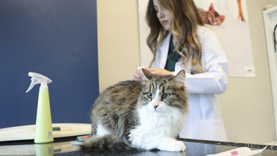 Evcil hayvanı olan herkesi ilgilendiriyor. Yarın son gün