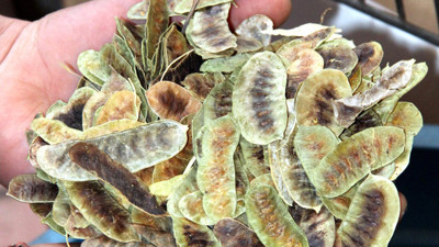 Faydasını duyan aktara koşuyor. Osmanlı Dönemi’nden beri kullanılıyor