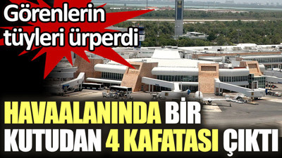 Havaalanında bir kutudan 4 kafatası çıktı