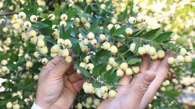 Bir ağaç 200 kilo meyve veriyor kilosu 20 TL'den satılıyor