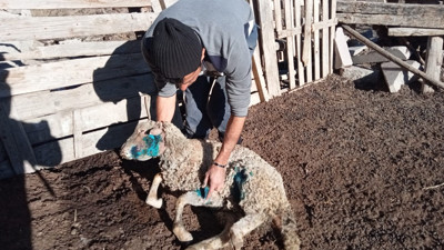 Ankara’da köpeklerin saldırısı sonucu 9 koyun telef oldu