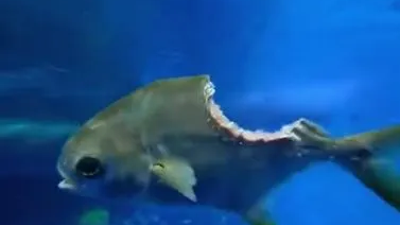 Yarısı yenen balık kameralara yansıdı. Görenler videoyu tekrar tekrar izledi