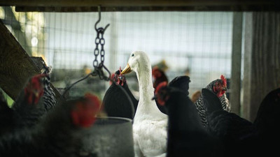 Danimarka'da kuş gribi nedeniyle 50 bin tavuk itlaf edilecek