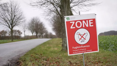 Danimarka’da kuş gribi alarmı. 50 bin tavuk itlaf edilecek