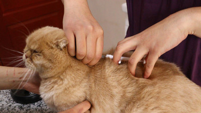 6 milyon hayvandan yüzde 25'i çiplendi