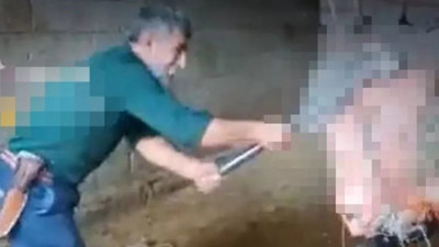 Boğanın kafasına balyozla vurarak öldüren şahıs ilk duruşmada tahliye edildi