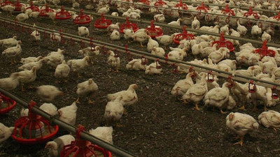 Çekya’da kuş gribi alarmı