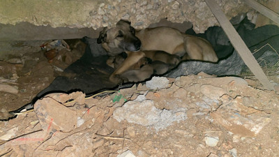 Soğukta yedi yavrusuyla kaldırım kenarına sığınan köpek kurtarıldı