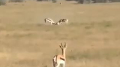 Kardeş kavgası kime yarar? İzleyin ve kendi gözlerinizle görün