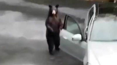 Mercedes'e binmek isteyen ayının hevesini kursağında bıraktılar