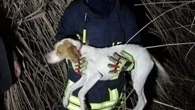 6 metrelik kuyuya düşen köpek kurtarıldı