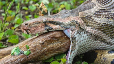 Avustralyalı cesur kadın köpeğini pitonun ağzından çekip aldı