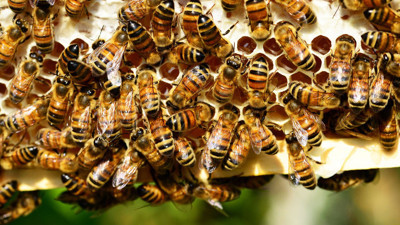 Dünyanın ilk bal arısı aşısı onaylandı