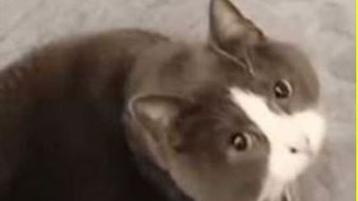 Fırındaki böreği bekleyen kedi sosyal medyada gündem oldu