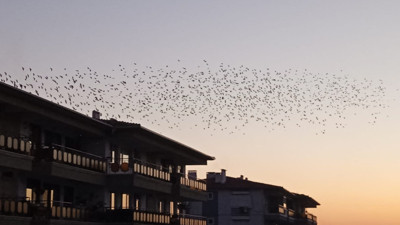 Balıkesir'de sığırcık kuşlarından görsel şölen