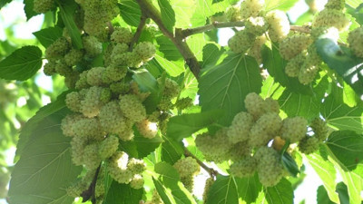 Bunu tüketen antibiyotik nedir bilmiyor. Vücuda tepeden tırnağa fayda saçıyor