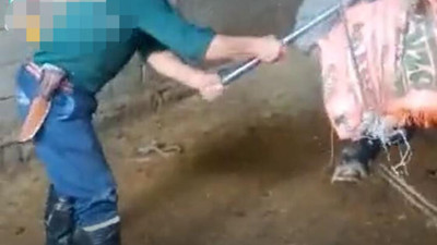 Kasap “Can havliyle kullandım” dedi boğanın sahibi yalanladı: Boğanın kafasına balyozla vurarak öldürmüştü