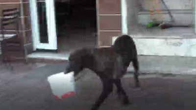 Anne köpek kapının önüne bırakılan yemeği yavrularına götürdü. O anlar kamerada