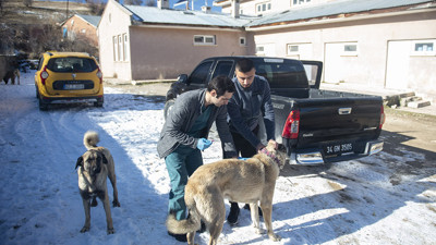 Kuduz karantinasına alınan Hozat ilçesinde aşı çalışmaları sürüyor