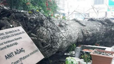 110 yıllık dev çınar devrildi