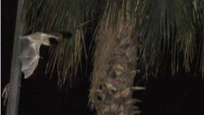 Halk korku içinde. Dev yarasalar bir ilçemizi istila etti