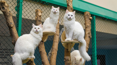 Van kedilerinin nesli korunuyor