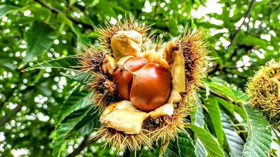 Kalbi koruyor, stresi azaltıyor!