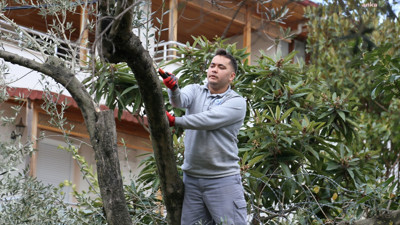 Balıkesir Edremit'te zeytin bereketi