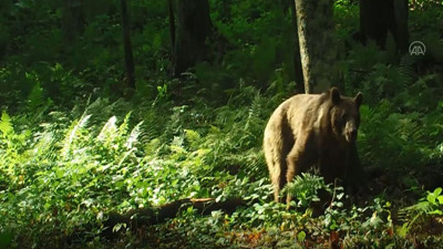 ‘Dikkat Ayı çıkabülü' tabelası gerçek oldu. Uzmanlar çevredeki vatandaşları uyardı