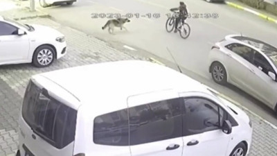 Bir başıboş sokak köpeği vakası daha: 11 yaşındaki bisikletli çocuğa otomobil çarptı