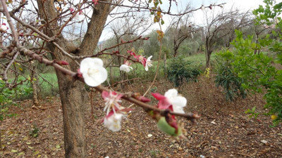 Kayısı ağacı kış ortasında meyve verdi