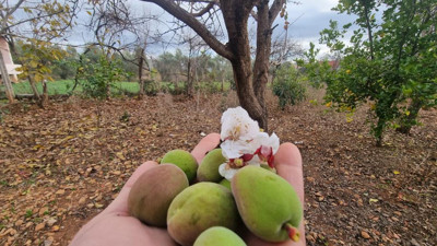 Mevsimler şaştı. Kış ortasında ağaçlar meyve verdi