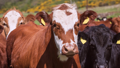 Koyunları Katar'a sattık. Kasaplık hayvan ithal edeceğiz. Aman Katarlılar aç kalmasın