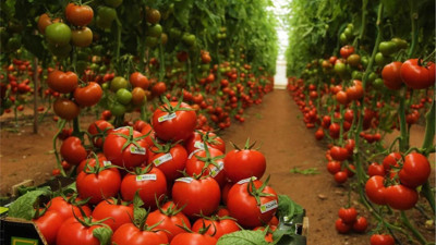 Tarımsal enflasyon uçtu gidiyor. Artış yüzde 120'nin üzerine çıktı