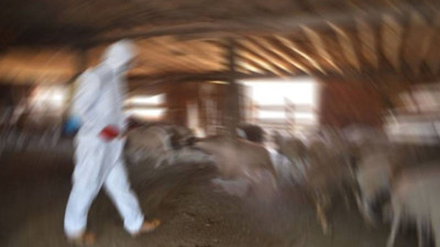 Canlı hayvan pazarı kapatıldı