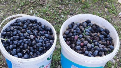 Zeytinleri çalarken suçüstü yakalandı (21 Ocak 2023)