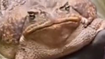 Zehir saçıyor avını hapur hupur yiyor