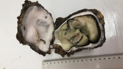 Karadeniz'de Pasifik istiridyesi istilası