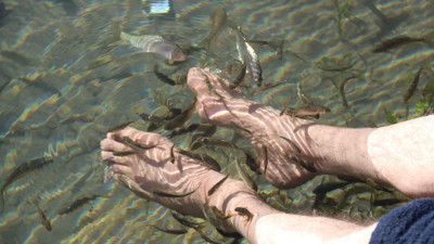 'Doktor Balıklar' altın madeni tehdidi. Yok olma tehlikesiyle karşı karşıyalar