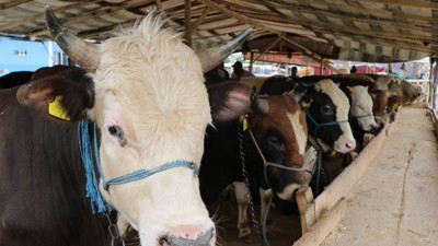 Brezilya'dan 15 bin Macaristan'dan 5 bin hayvan ithal edilecek. Doları bilerek yükseltenler mutlu musunuz?