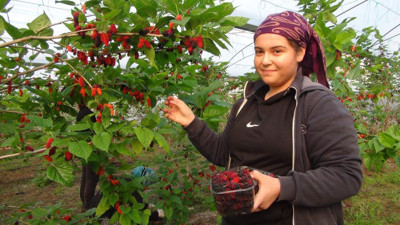 Karadut'un kilo fiyatı "Yok artık" dedirtti