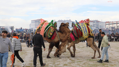 Balıkesir'de deve güreşlerine yoğun ilgi