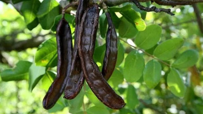 Keçiboynuzunu böyle tüketin inanılmaz faydaları ortaya çıksın