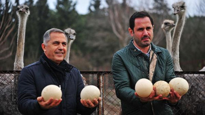 Deve kuşları havanın sıcaklığına aldandı. Kış ortasında yumurtladılar