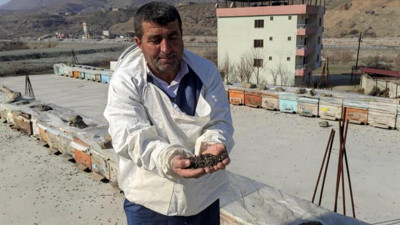 Milyonlarca arı uykusuzluktan öldü