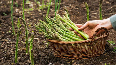 Kuşkonmaz kansere karşı